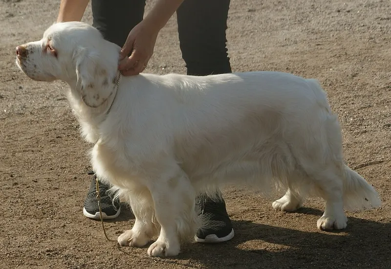 Clumber Spaniel fotoğraf 11
