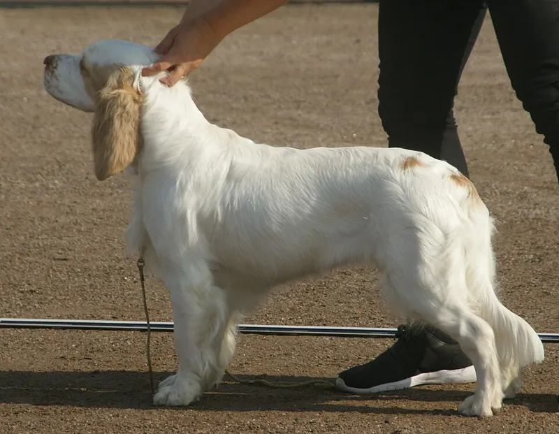 Clumber Spaniel fotoğraf 12