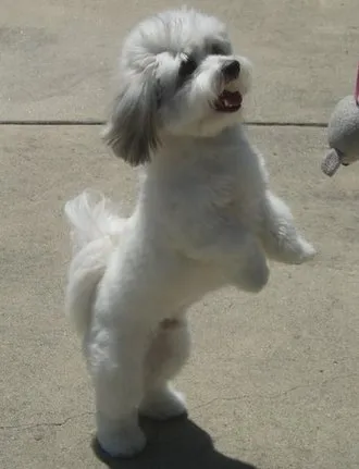 Coton de Tulear fotoğraf 1