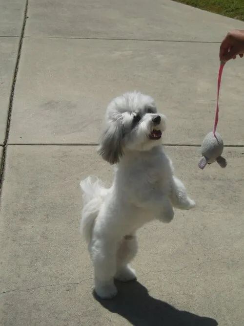 Coton de Tulear fotoğraf 2