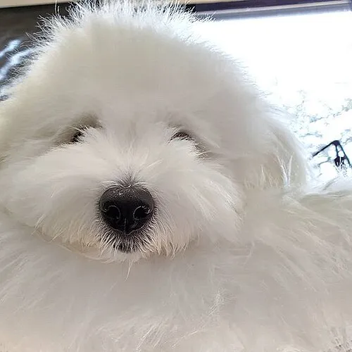 Coton de Tulear fotoğraf 3