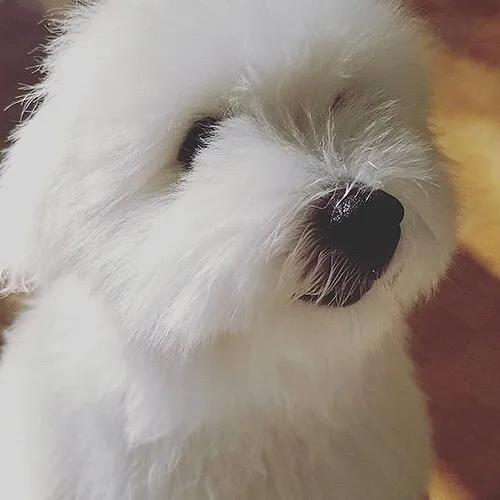 Coton de Tulear fotoğraf 4