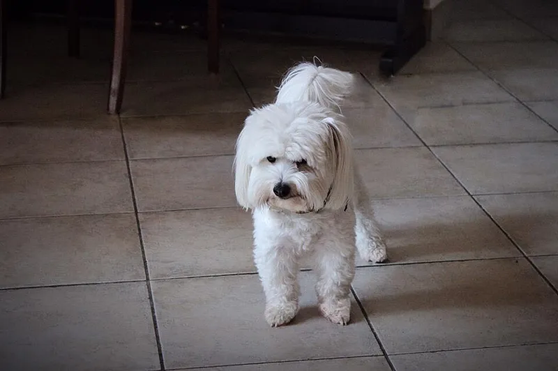 Coton de Tulear fotoğraf 5