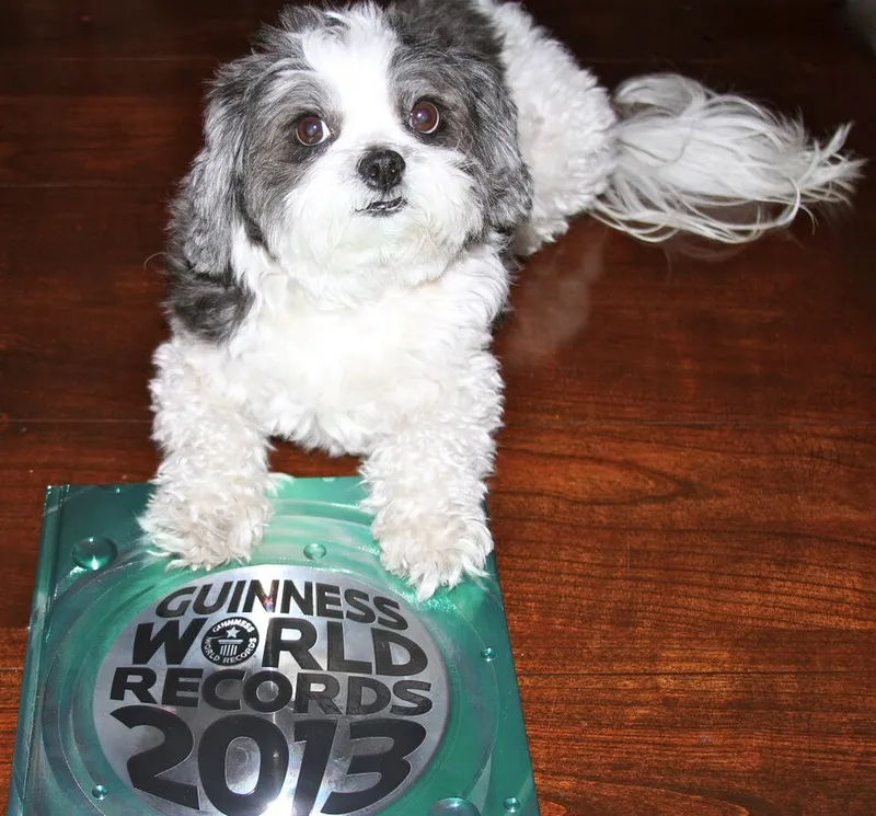 Coton de Tulear fotoğraf 6