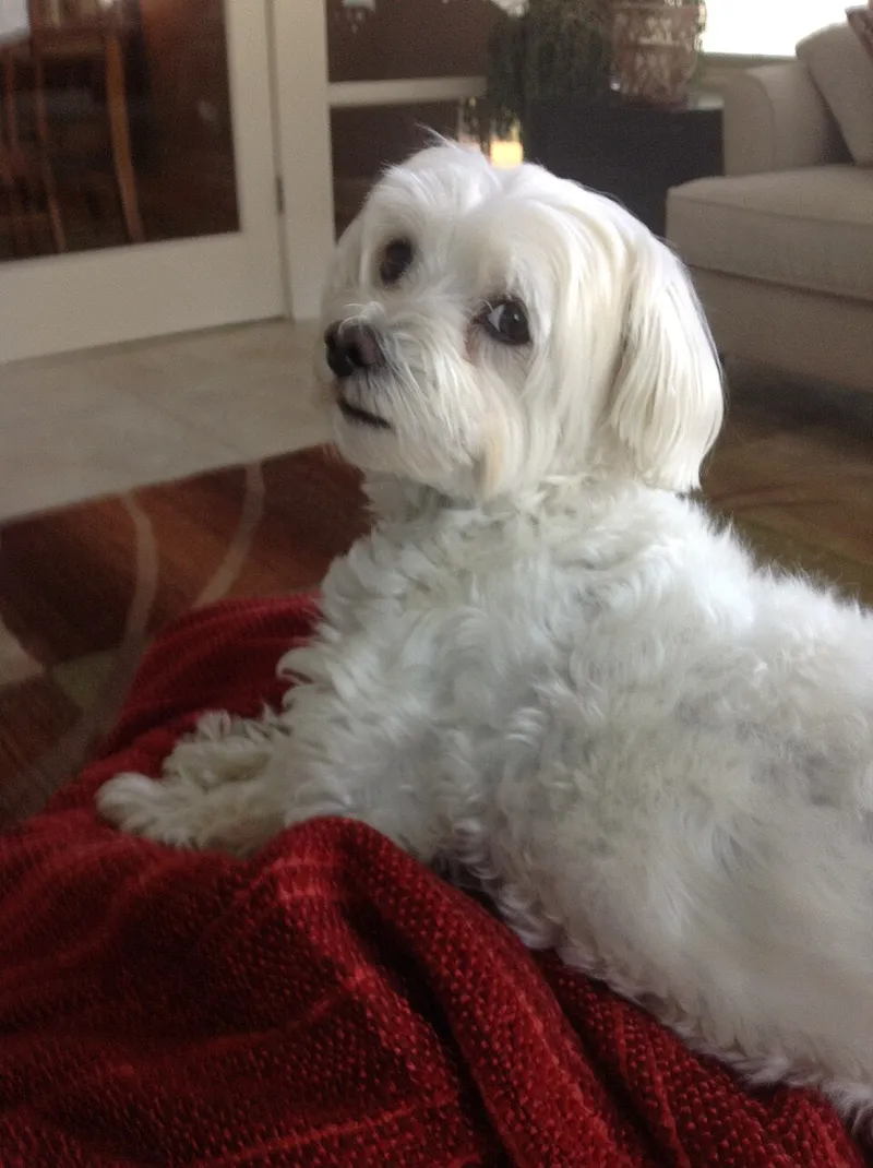 Coton de Tulear fotoğraf 7