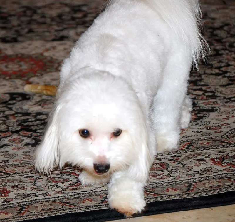 Coton de Tulear fotoğraf 8