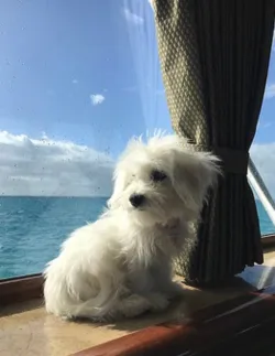 Coton de Tulear fotoğraf 9