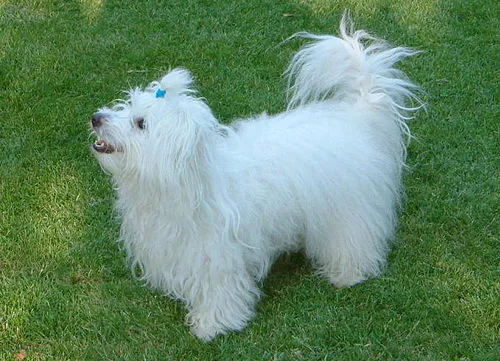 Coton de Tulear fotoğraf 10