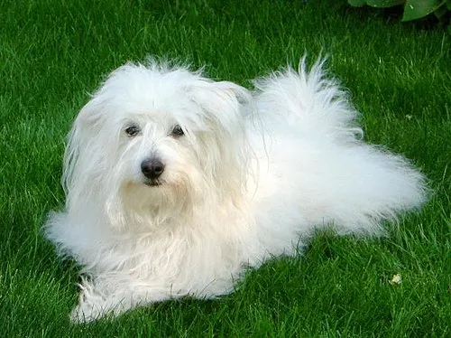 Coton de Tulear fotoğraf 11