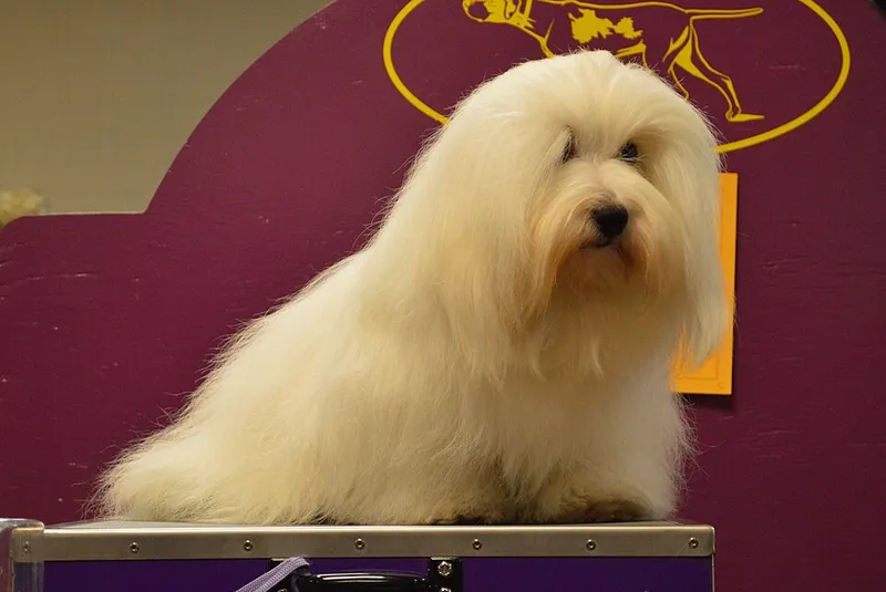 Coton de Tulear fotoğraf 12
