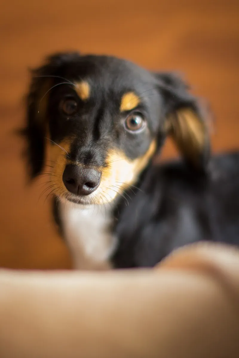 Dachshund fotoğraf 1