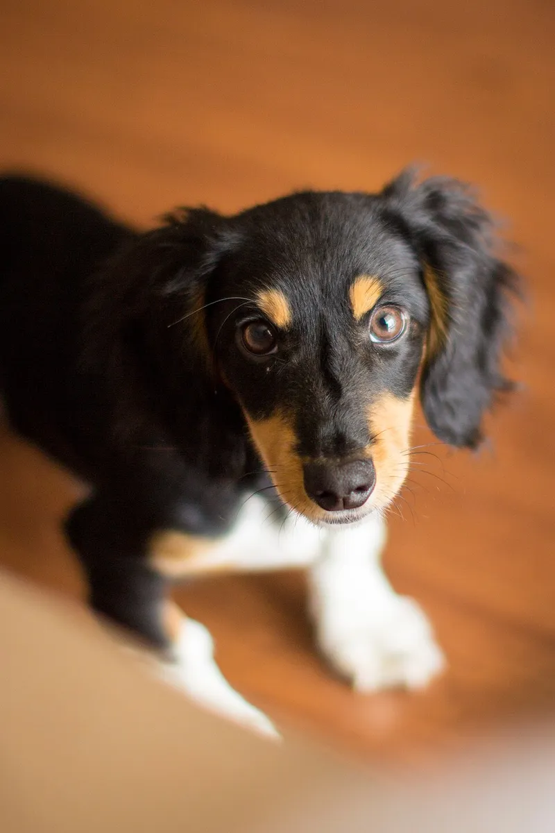 Dachshund fotoğraf 2