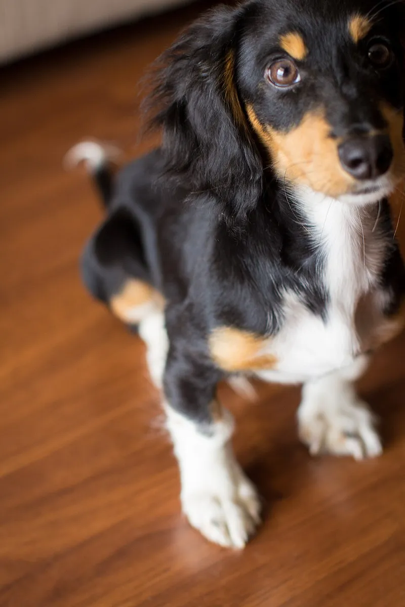 Dachshund fotoğraf 4