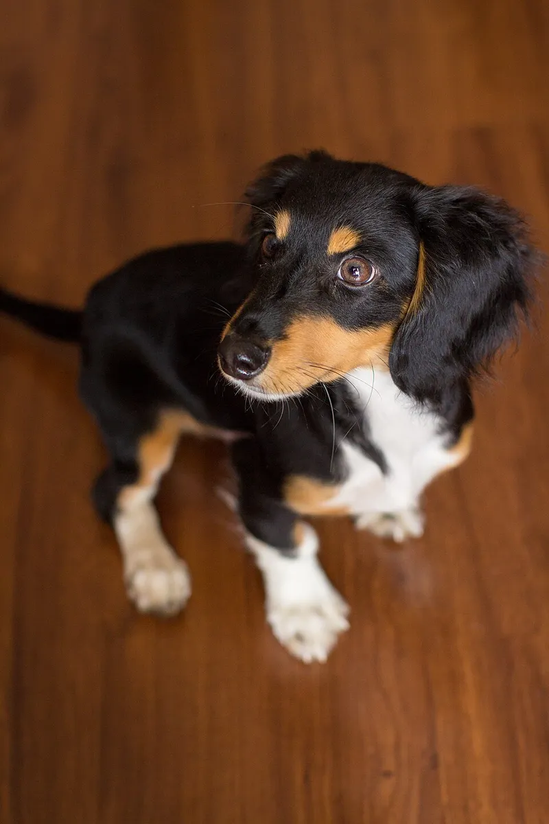 Dachshund fotoğraf 5