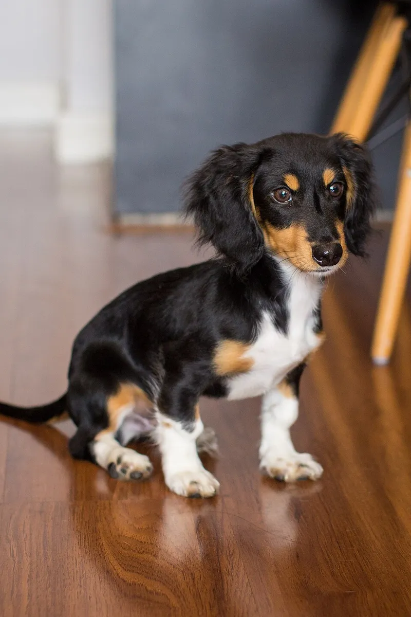 Dachshund fotoğraf 6