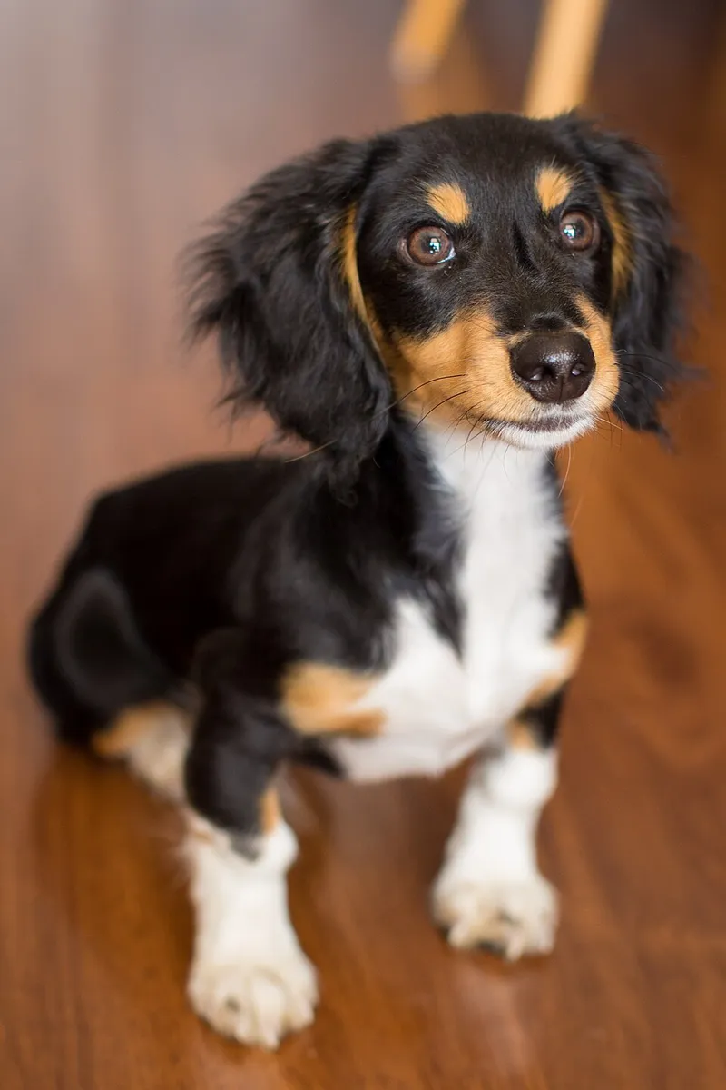 Dachshund fotoğraf 7