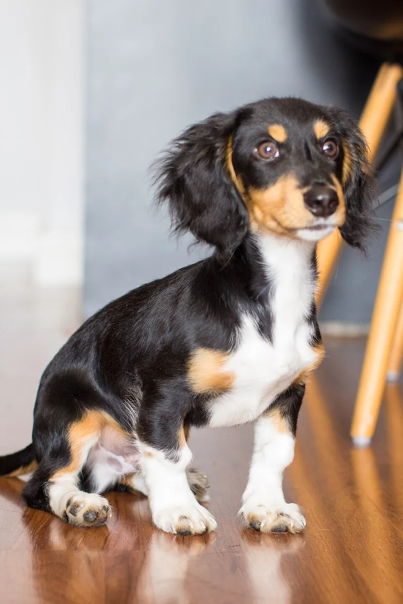 Dachshund fotoğraf 8