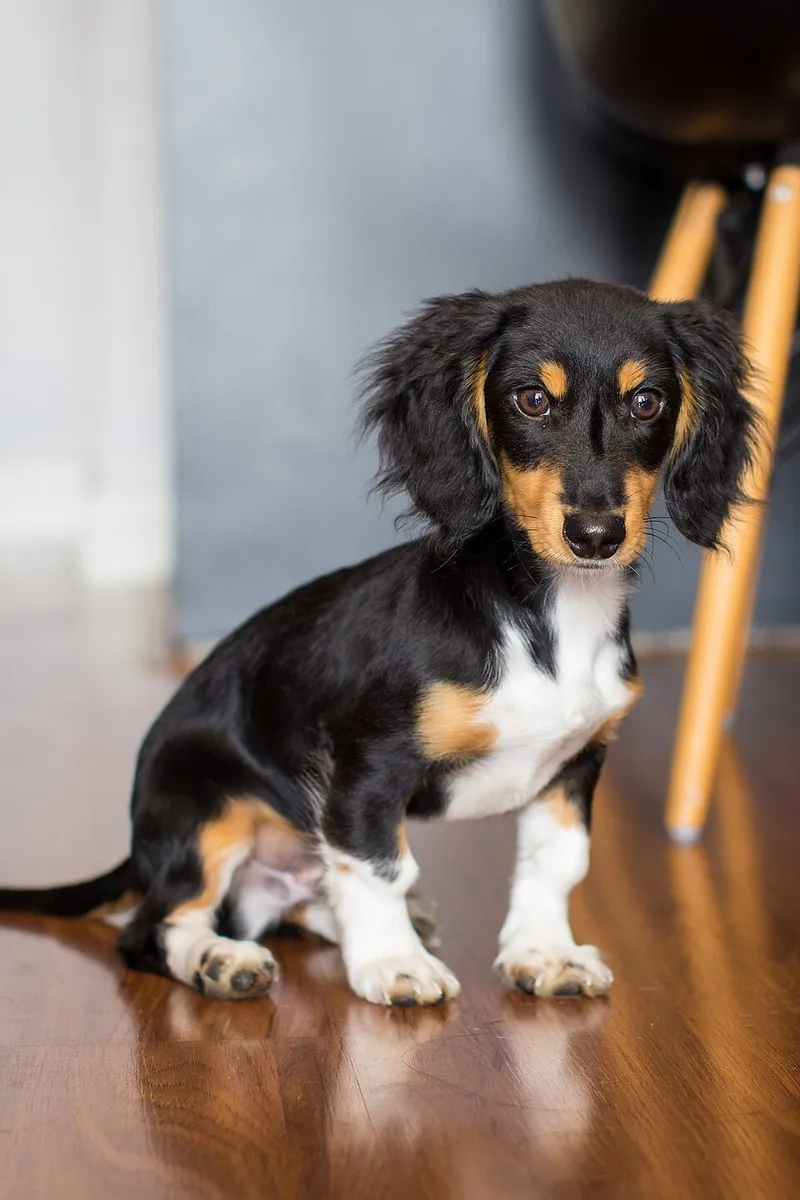Dachshund fotoğraf 9