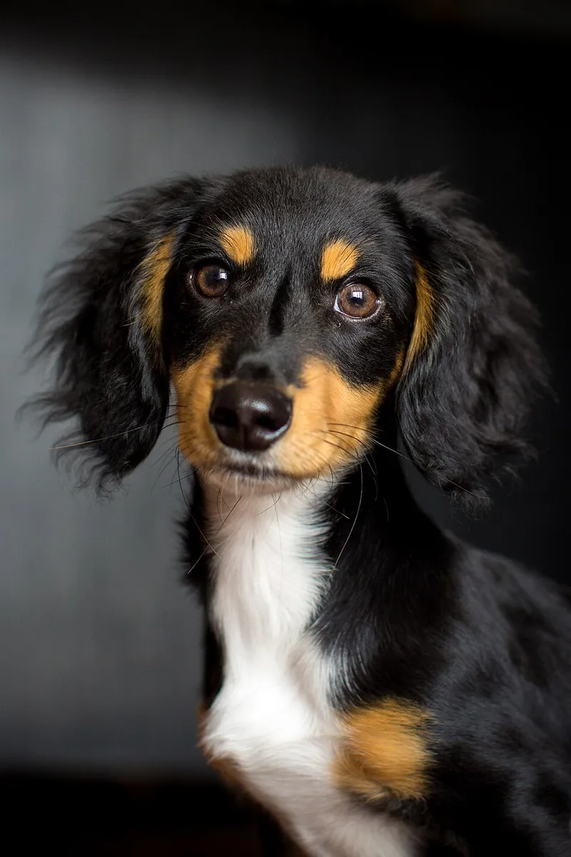 Dachshund fotoğraf 10