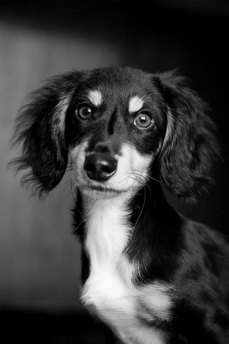 Dachshund fotoğraf 11