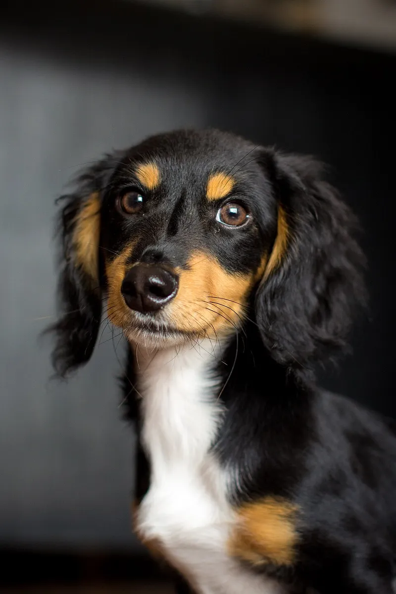 Dachshund fotoğraf 12
