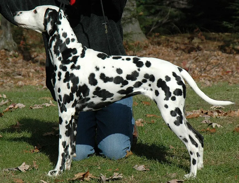 Dalmaçyalı fotoğraf 6