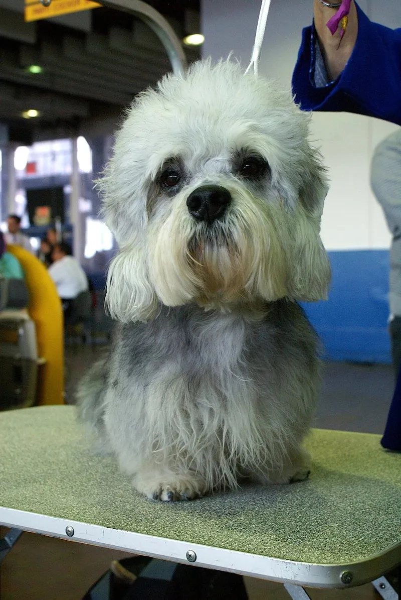 Dandie Dinmont Terrier fotoğraf 1