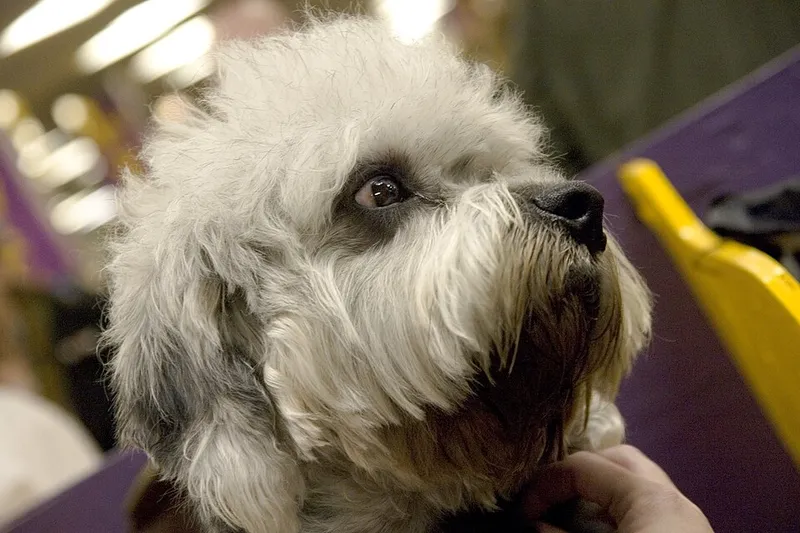 Dandie Dinmont Terrier fotoğraf 3