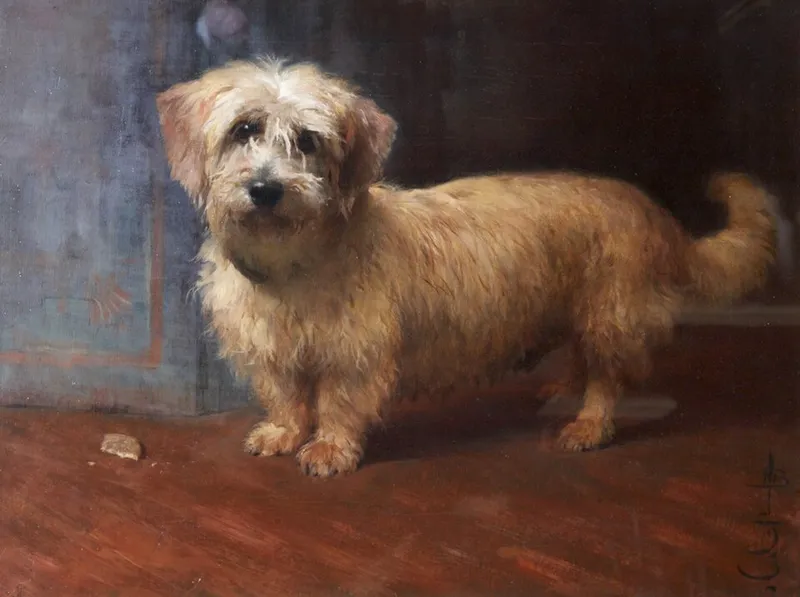 Dandie Dinmont Terrier fotoğraf 4