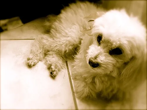 Dandie Dinmont Terrier fotoğraf 5