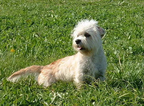Dandie Dinmont Terrier fotoğraf 6