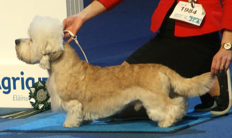 Dandie Dinmont Terrier fotoğraf 7