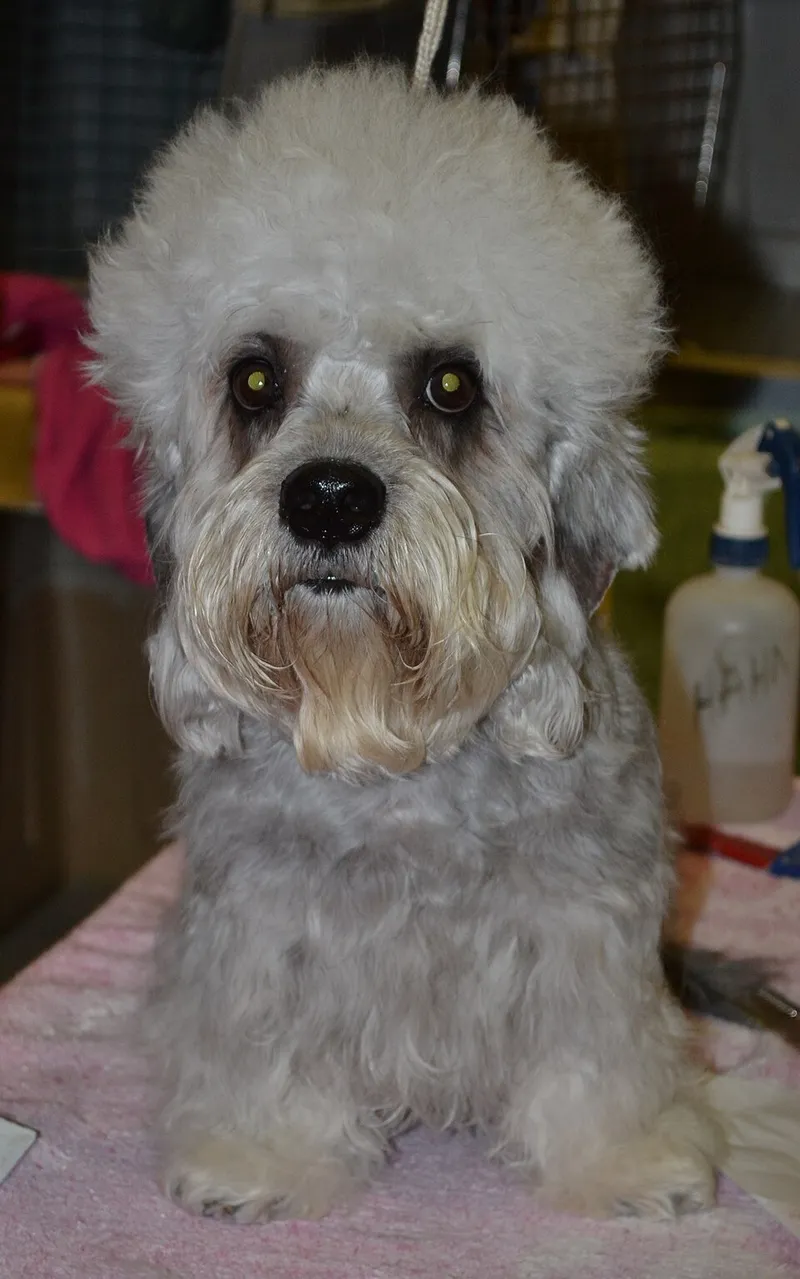 Dandie Dinmont Terrier fotoğraf 8