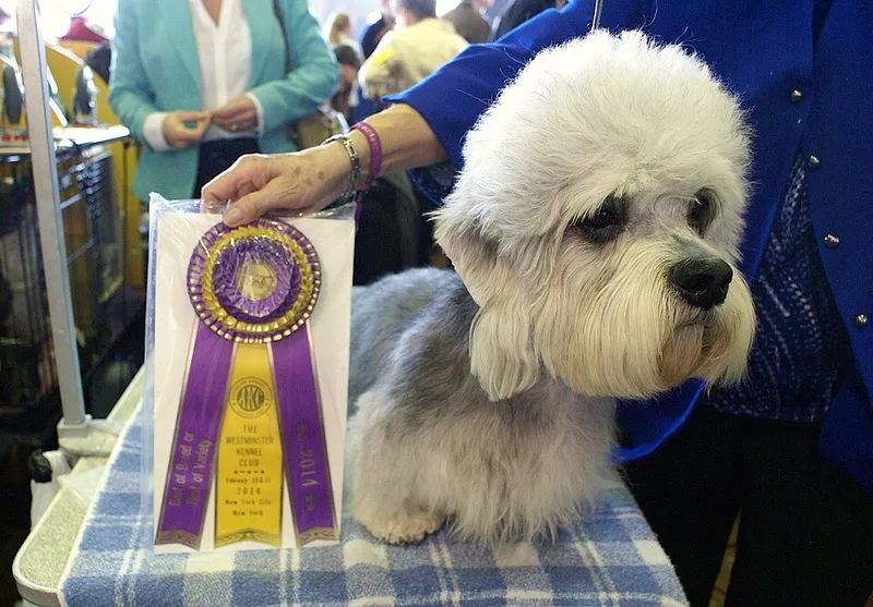 Dandie Dinmont Terrier fotoğraf 9