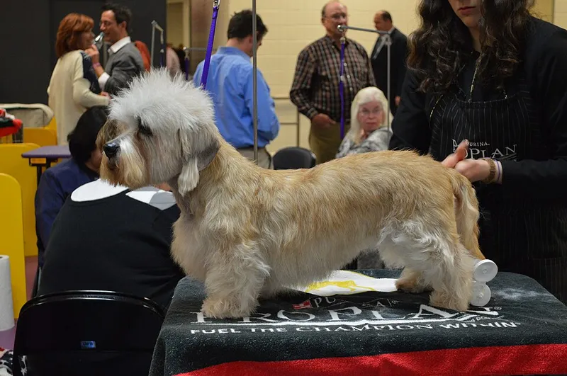 Dandie Dinmont Terrier fotoğraf 10