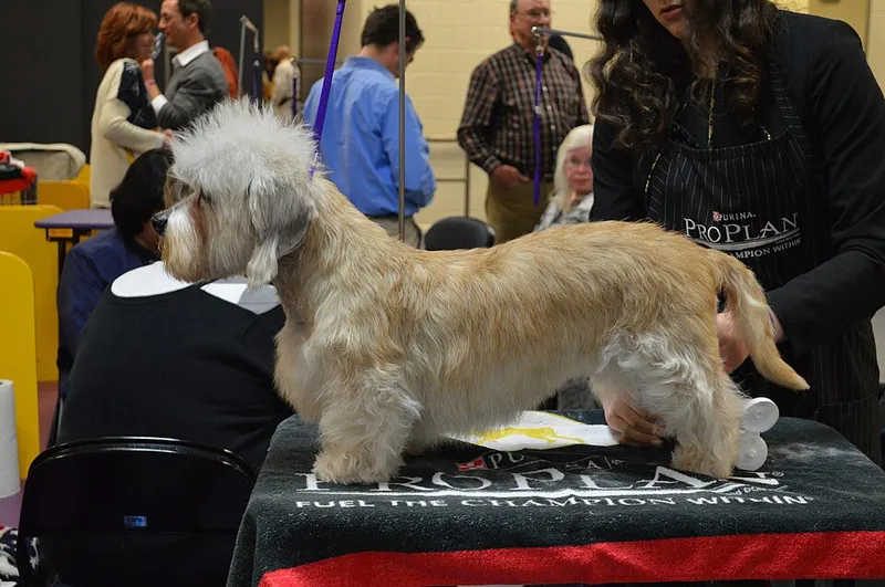 Dandie Dinmont Terrier fotoğraf 11