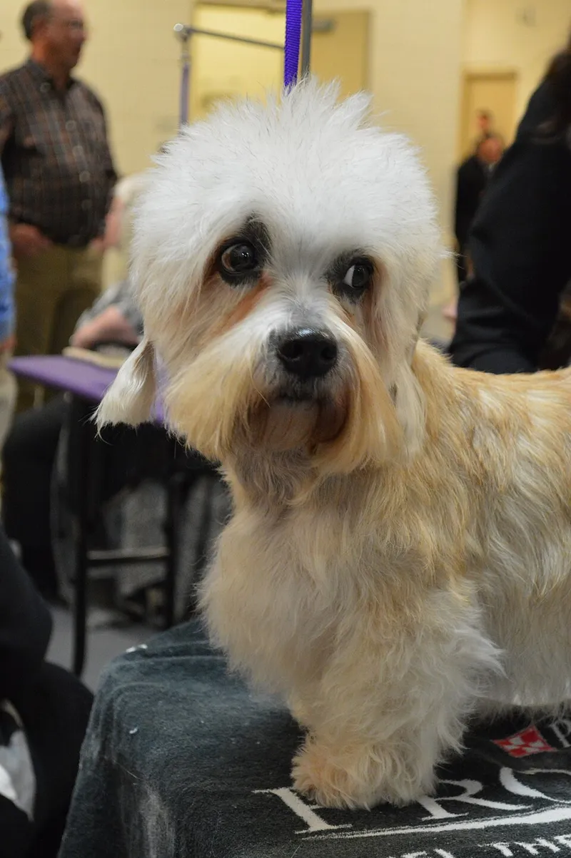 Dandie Dinmont Terrier fotoğraf 12