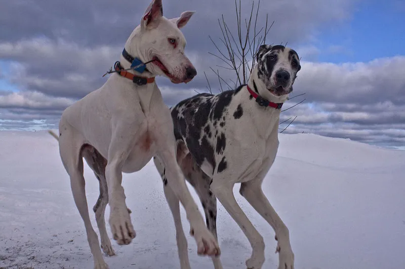 Danua (Great Dane) fotoğraf 1