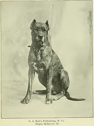 Danua (Great Dane) fotoğraf 4