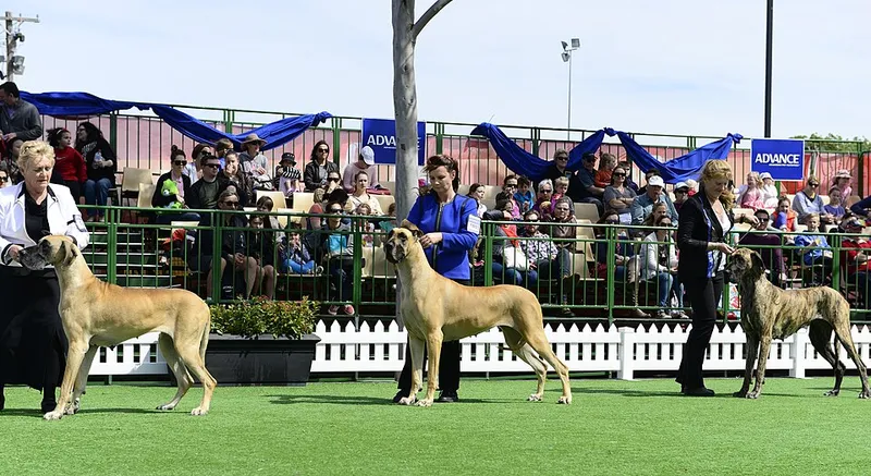 Danua (Great Dane) fotoğraf 6