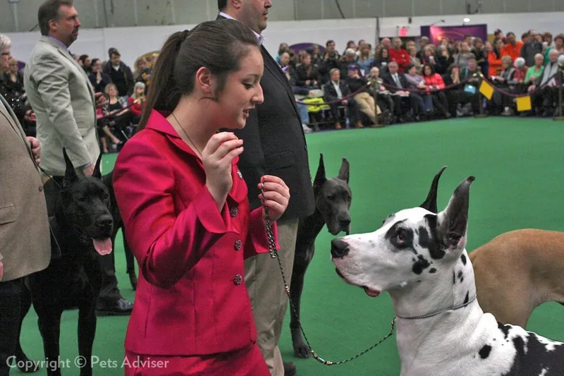 Danua (Great Dane) fotoğraf 7