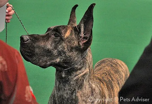 Danua (Great Dane) fotoğraf 8