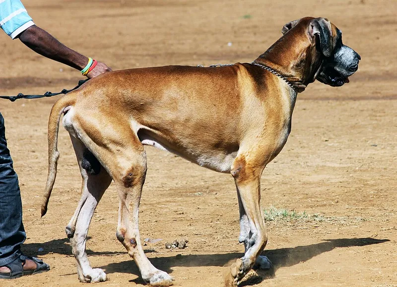 Danua (Great Dane) fotoğraf 9