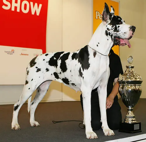 Danua (Great Dane) fotoğraf 10
