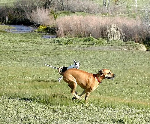 Danua (Great Dane) fotoğraf 11