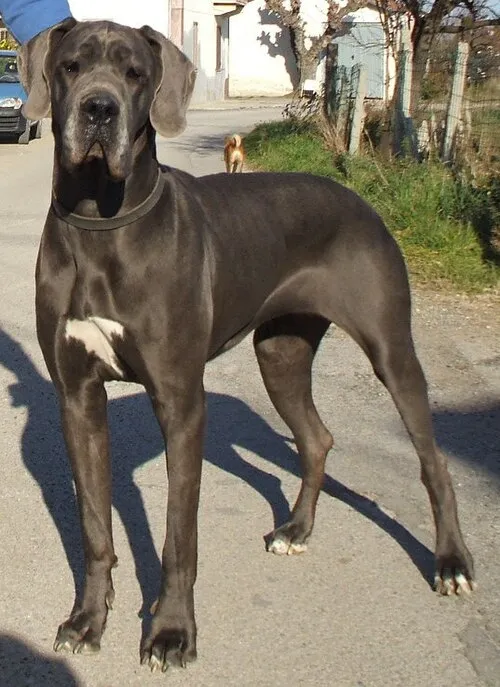 Danua (Great Dane) fotoğraf 12