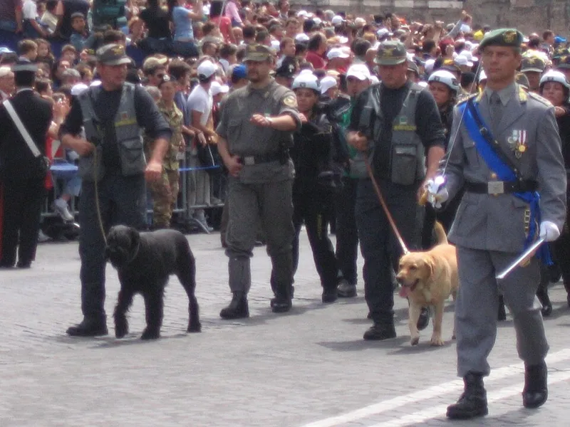 Dev Schnauzer fotoğraf 1
