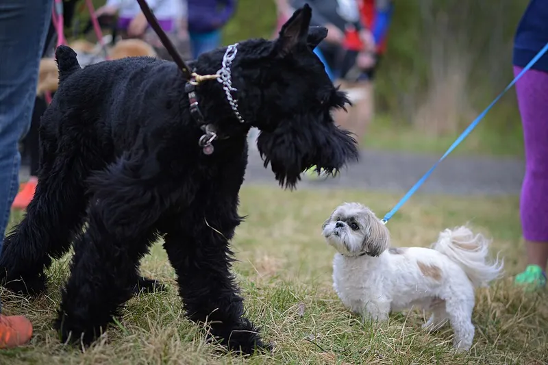 Dev Schnauzer fotoğraf 2