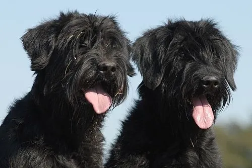 Dev Schnauzer fotoğraf 4