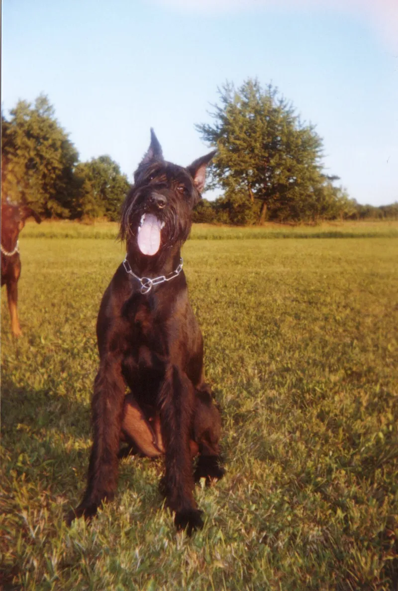 Dev Schnauzer fotoğraf 5